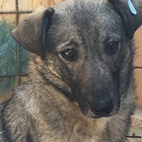 LINDA, Hund, Mischlingshund in Rumänien - Bild 8