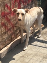 LUNA, Hund, Mischlingshund in Rumänien - Bild 4
