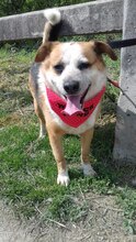 ROBBI, Hund, Mischlingshund in Ungarn - Bild 1