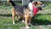 ROBBI, Hund, Mischlingshund in Ungarn - Bild 2
