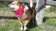 ROBBI, Hund, Mischlingshund in Ungarn - Bild 3