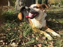 ROBBI, Hund, Mischlingshund in Ungarn - Bild 4