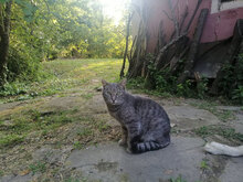 SILVIO, Katze, Hauskatze in Bulgarien - Bild 2