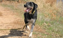 SEP, Hund, Terrier-Mix in Spanien - Bild 1