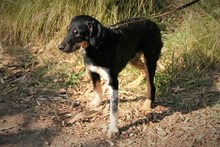 SEP, Hund, Terrier-Mix in Spanien - Bild 12