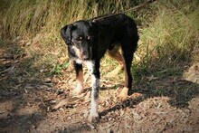 SEP, Hund, Terrier-Mix in Spanien - Bild 13