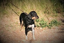 SEP, Hund, Terrier-Mix in Spanien - Bild 14