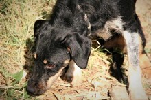 SEP, Hund, Terrier-Mix in Spanien - Bild 17