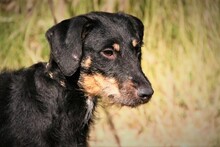 SEP, Hund, Terrier-Mix in Spanien - Bild 19