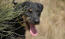 SEP, Hund, Terrier-Mix in Spanien - Bild 2