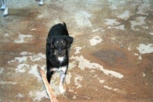 SEP, Hund, Terrier-Mix in Spanien - Bild 21