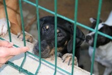 SEP, Hund, Terrier-Mix in Spanien - Bild 23