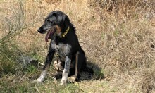 SEP, Hund, Terrier-Mix in Spanien - Bild 4