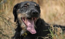 SEP, Hund, Terrier-Mix in Spanien - Bild 6