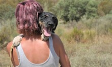 SEP, Hund, Terrier-Mix in Spanien - Bild 7