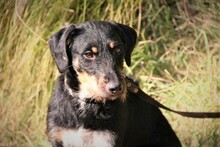 SEP, Hund, Terrier-Mix in Spanien - Bild 9