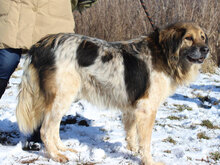 MARC, Hund, Mischlingshund in Sankt Augustin - Bild 1
