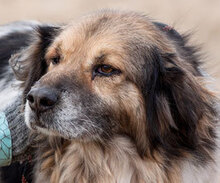 MARC, Hund, Mischlingshund in Sankt Augustin - Bild 2