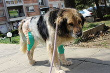 MARC, Hund, Mischlingshund in Sankt Augustin - Bild 5