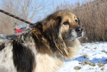 MARC, Hund, Mischlingshund in Sankt Augustin - Bild 6