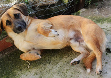LEMMY, Hund, Mischlingshund in Zettingen - Bild 10