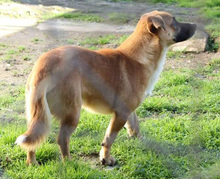 LEMMY, Hund, Mischlingshund in Zettingen - Bild 11
