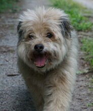 TEDDY, Hund, Norfolk Terrier-Mix in Höxter - Bild 4