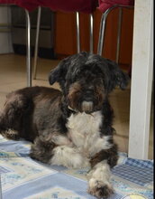 COOKIE, Hund, Mischlingshund in Rumänien - Bild 1