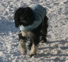 COOKIE, Hund, Mischlingshund in Rumänien - Bild 3