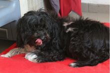 COOKIE, Hund, Mischlingshund in Rumänien - Bild 4