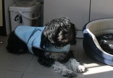 COOKIE, Hund, Mischlingshund in Rumänien - Bild 5