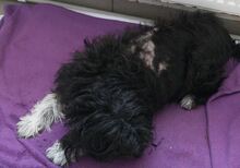 COOKIE, Hund, Mischlingshund in Rumänien - Bild 7