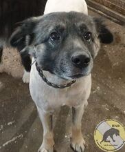 PUFI, Hund, Mischlingshund in Rumänien - Bild 1