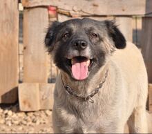 PUFI, Hund, Mischlingshund in Rumänien - Bild 13