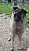 PUFI, Hund, Mischlingshund in Rumänien - Bild 2