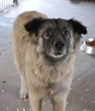 PUFI, Hund, Mischlingshund in Rumänien - Bild 3