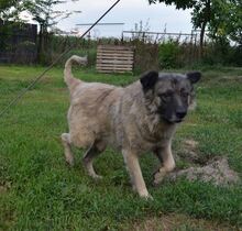 PUFI, Hund, Mischlingshund in Rumänien - Bild 5