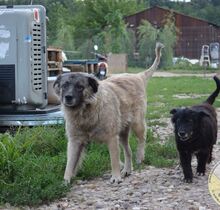 PUFI, Hund, Mischlingshund in Rumänien - Bild 6