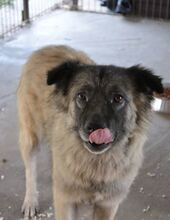 PUFI, Hund, Mischlingshund in Rumänien - Bild 8