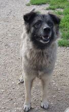 PUFI, Hund, Mischlingshund in Rumänien - Bild 9