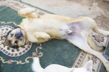 AJO, Hund, Mischlingshund in Spanien - Bild 3