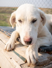 FESTUS, Hund, Mischlingshund in Griechenland - Bild 7