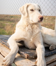 FESTUS, Hund, Mischlingshund in Griechenland - Bild 8