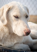 FESTUS, Hund, Mischlingshund in Griechenland - Bild 9