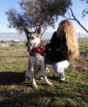 SHURI, Hund, Deutscher Schäferhund-Mix in Spanien - Bild 4