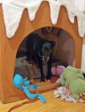 BELLA, Hund, Podenco-Mix in Schönwalde-Glien - Bild 16