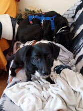 BELLA, Hund, Podenco-Mix in Schönwalde-Glien - Bild 17