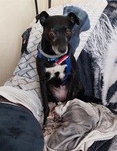 BELLA, Hund, Podenco-Mix in Schönwalde-Glien - Bild 18