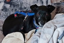 BELLA, Hund, Podenco-Mix in Schönwalde-Glien - Bild 19