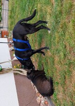 BELLA, Hund, Podenco-Mix in Schönwalde-Glien - Bild 20